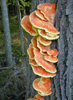 Laetiporus sulphureus 